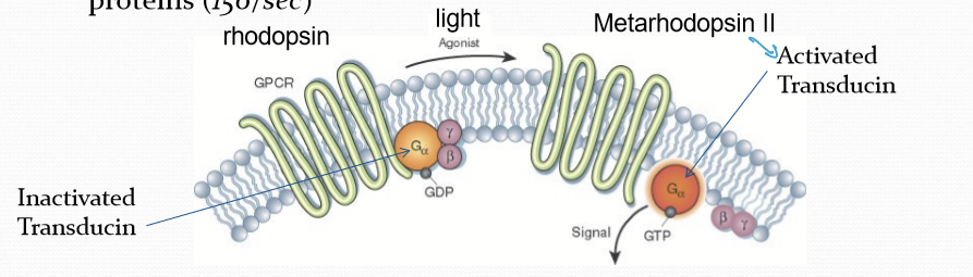 <p>It activates G-protein Transducin, converting it from GDP-bound to GTP-bound form (active). </p>