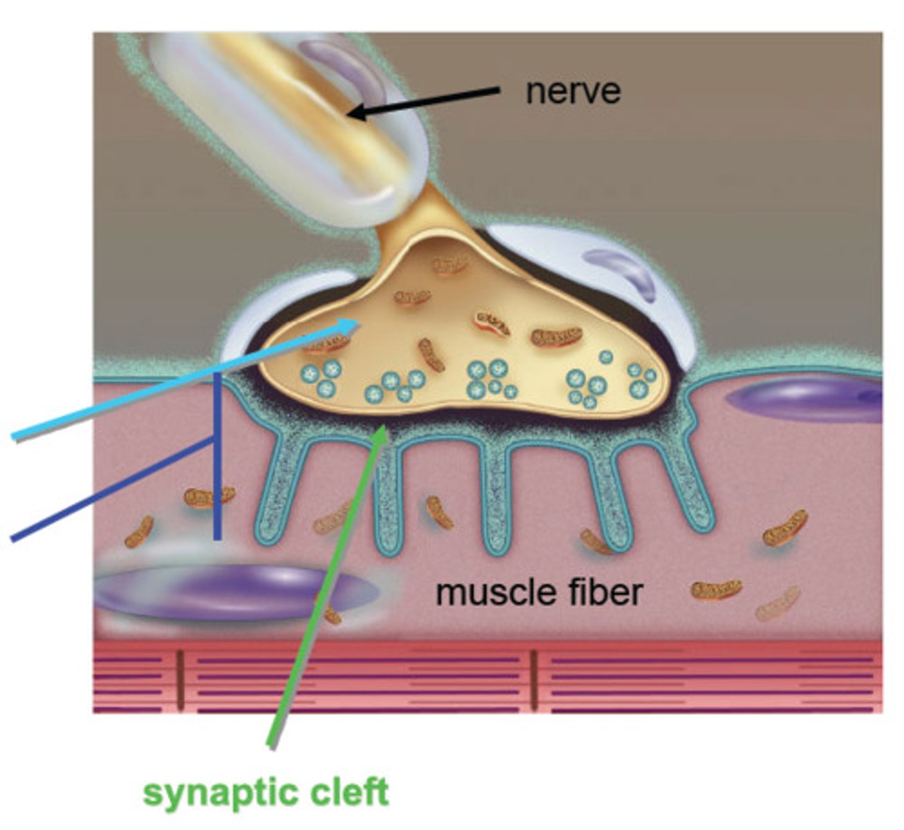 <p>the gap between the synaptic knob and sarcolemma</p>