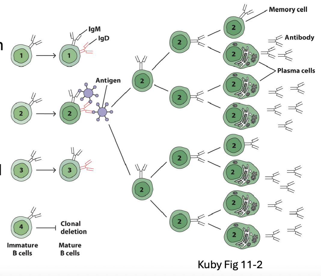 <p>research that led to the discovery of B cell development</p><p><span><span>Frank Macfarlane Burnet (1957):</span></span></p><ul><li><p><span><span>Predicted one Ig specificity for each developing cell</span></span></p></li><li><p><span><span>Activated cells would replicate and produce offspring with same Ig specificity as parent&nbsp;</span></span>(partially correct-there are hypermutation later on so not exactly the same but come from the same progenitor)&nbsp;</p></li><li><p><span><span>Memory B cells would allow enhanced secondary response</span></span></p></li><li><p><span><span>Self-reactive cells would be deleted</span></span></p></li></ul><p>predicted the BCR rearrangement&nbsp;</p>