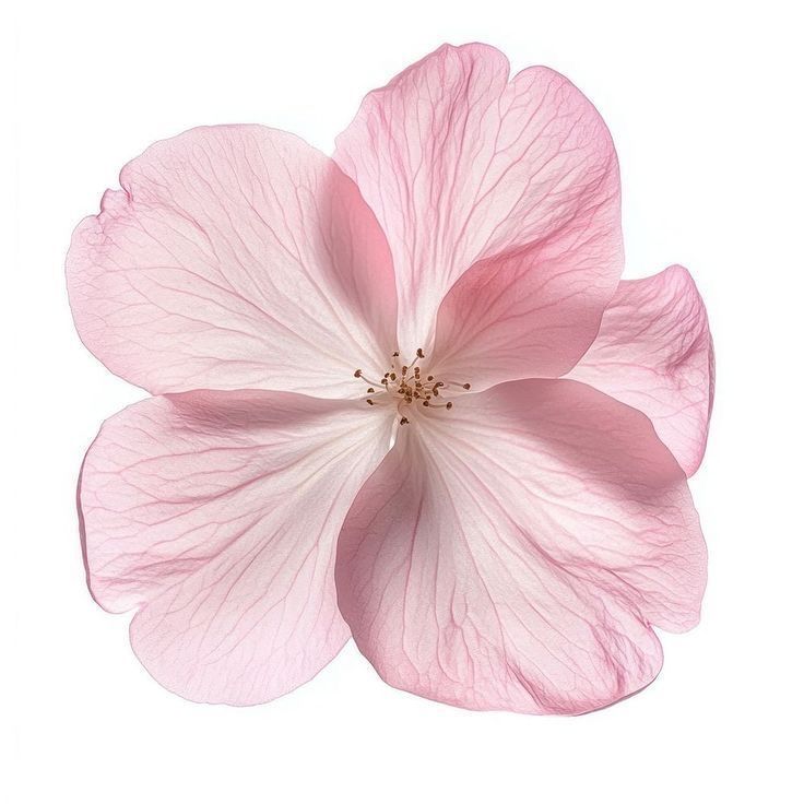 <p>Flor</p>