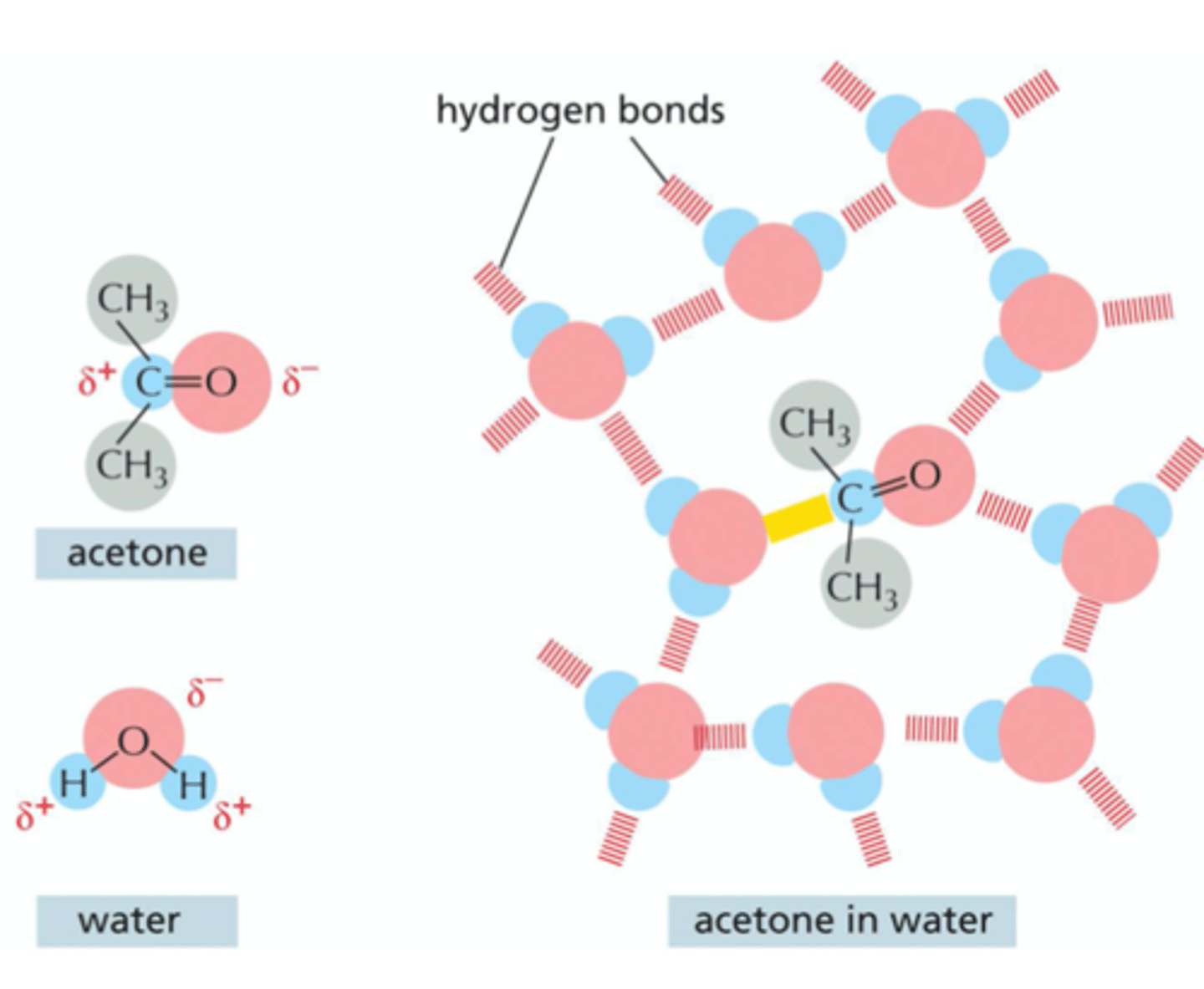 <p>both acetone and water are polar molecules so acetone readily dissolves in water (polar atoms are shown in red and blue). Hydrogen bonds (red) and an electrostatic attraction (yellow) form between acetone and the surround water molecules. Non-polar groups are shown in gray</p>