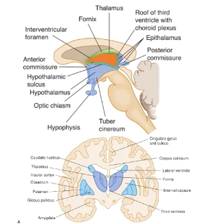 <p>epithalamus (pineal gland)</p><p>subthalamus</p><p>hypothalamus</p><p>thalamus</p>