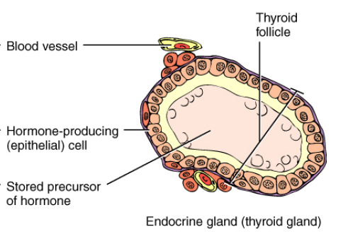 <p>Blood vessels: in close proximity for immediate hormone release \n Hormone producing cell: on the edge \n Stored precusor of hormone: in the centre \n  \n No ducts present as hormone enters blood tranversing interstitial fluid</p>