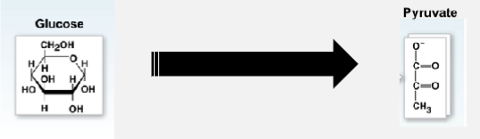 <p>2 sages: </p><ol><li><p>glucose is split into 2 3-C molecules (need energy) </p></li><li><p>Atom rearrangements generate pyruvate (generates stored chemical E)</p></li></ol><p></p>