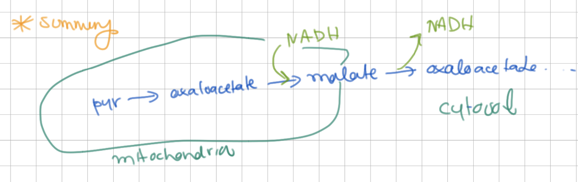 <p>malate (then back to oxaloacetate)</p>