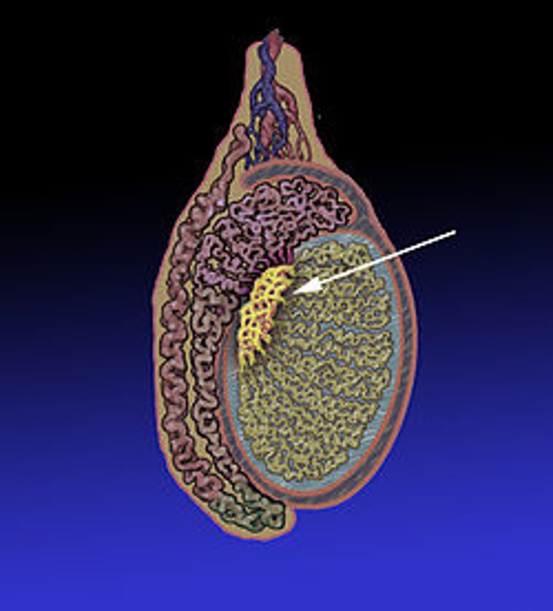 <p>between the seminiferous tubules and the epididymis</p>