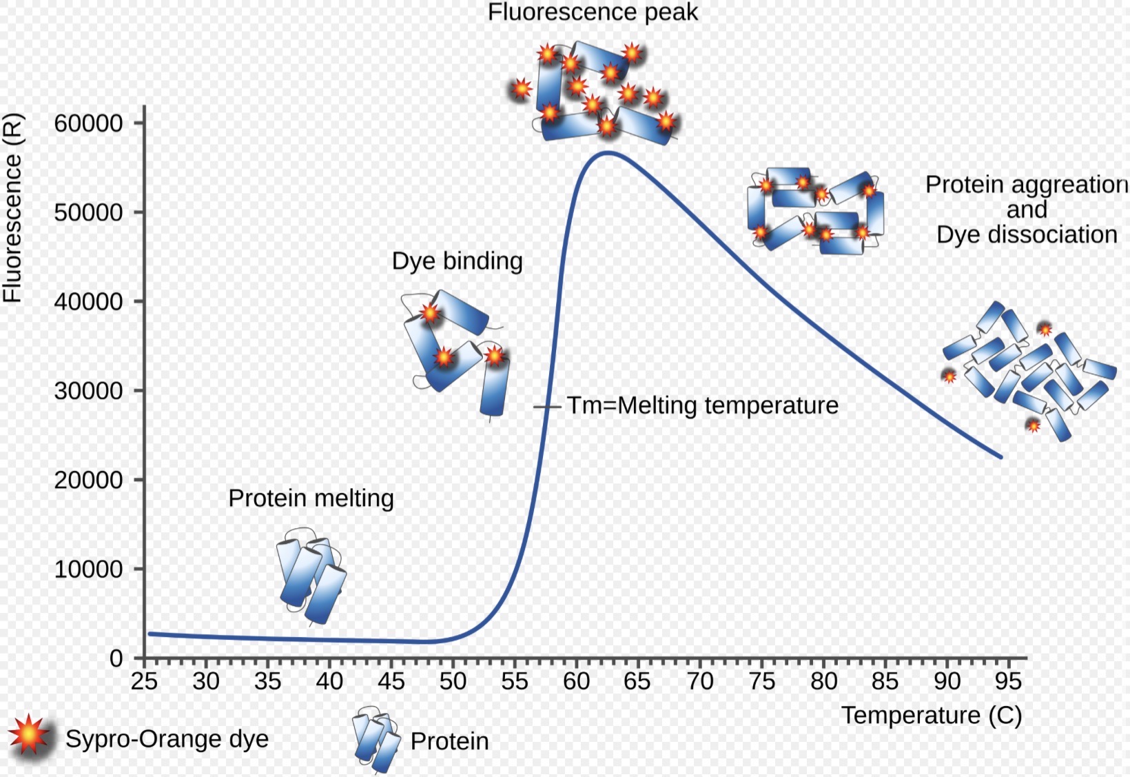 <p>Ein Flourophor bindet nur an hydrophobe Bereiche</p><p>Im nativen Protein sind sie meist verborgen → geringe Fluoreszenz </p><p>Beim erhitzen entfaltet sich das Protein → hydrophobe Bereiche werden exponiert → Fluoreszenz steigt </p><p>Schmelztemperatur: Tm= T bei der 50% des Proteins denaturiert sind </p><p>Entspricht dem Wendepunkt der Kurve </p><p></p>