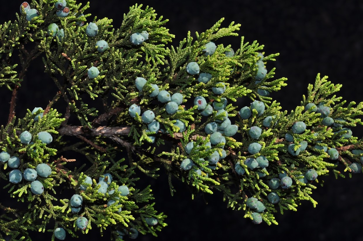 Juniperus ashei