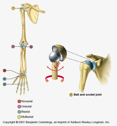 <p>Ball and Socket Joint</p>