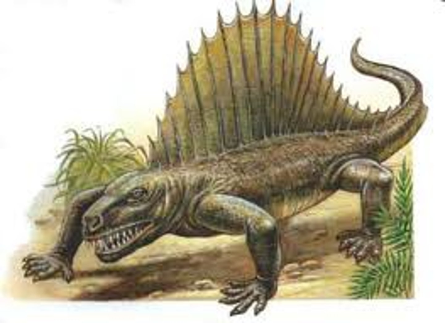 <p>A large extinct reptile of the late Carboniferous and Permian periods, typically having a line of long bony spines along the back supporting a sail-like crest.</p>