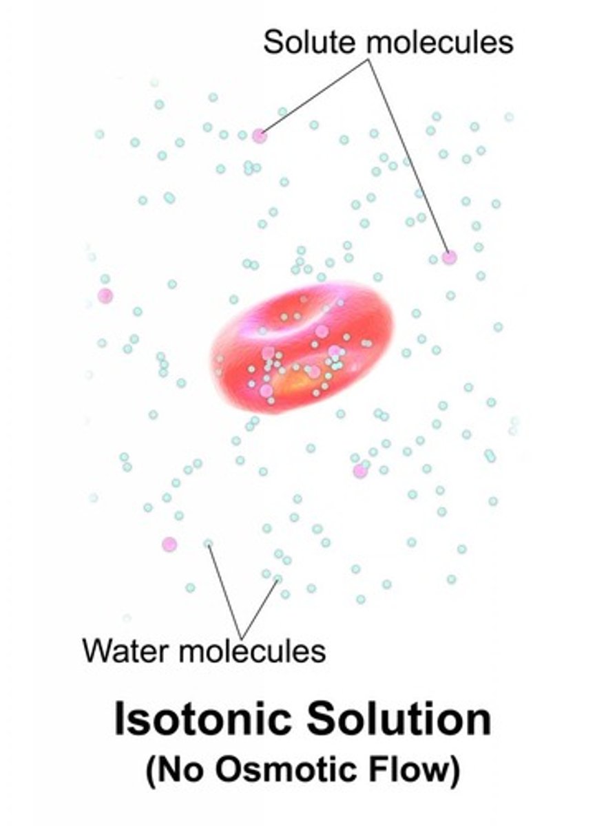 <p>-have no net movement of H2O</p><p>-concentration of solutes equal inside and outside of cell</p><p>-water diffuses into and out of cell at same rate</p>