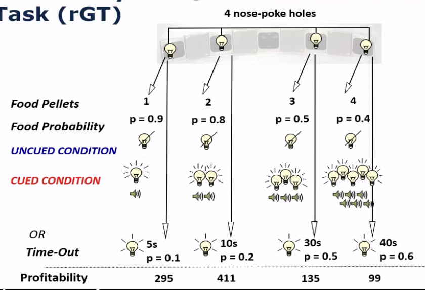 <p>4 nose-poke holes to choose from:</p><ul><li><p>reward: number of food pellets + probability </p></li><li><p>loss: time-out → cannot win any food&nbsp;</p></li><li><p>deck 2 = best deck</p></li><li><p>deck 4 = worst (big costs even tho large reward)&nbsp;</p></li></ul><p></p>