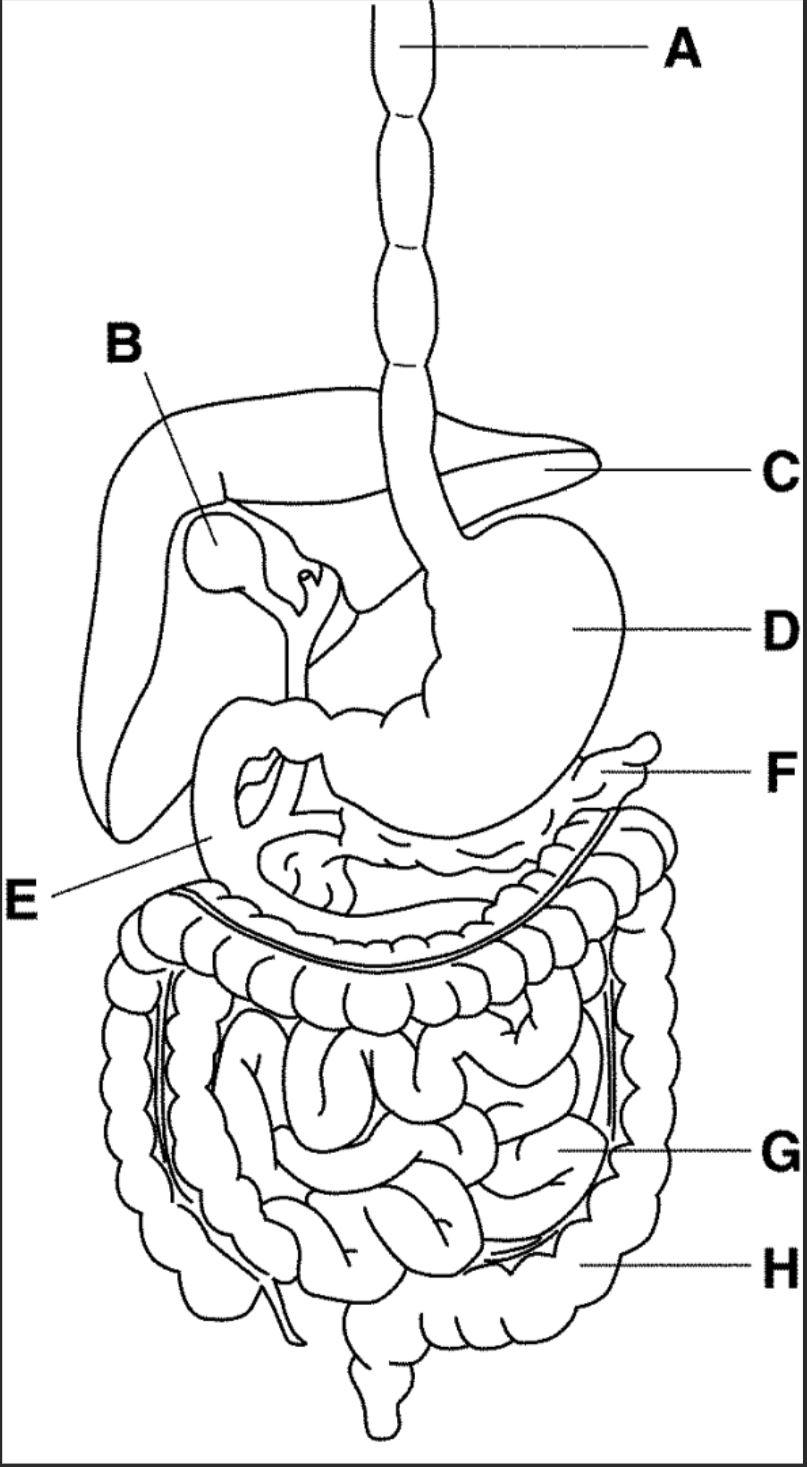 which letter points to the large intestine