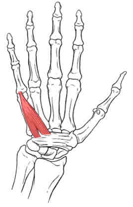 <p>Flexor Digiti Minimi</p>