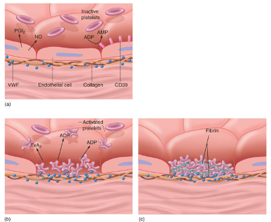 <ol><li><p>Platelets bind to collagen and von Willibrand’s factor</p></li><li><p>Platelets release chemicals to recruit more platelets to plug up the damaged area</p></li><li><p>Serotonin causes vasoconstriction to decrease bleeding</p></li><li><p>Platelets activate plasma clotting factors, converting soluble fibrinogen into insoluble fibrin which further helps to plug up damaged areas</p></li></ol>