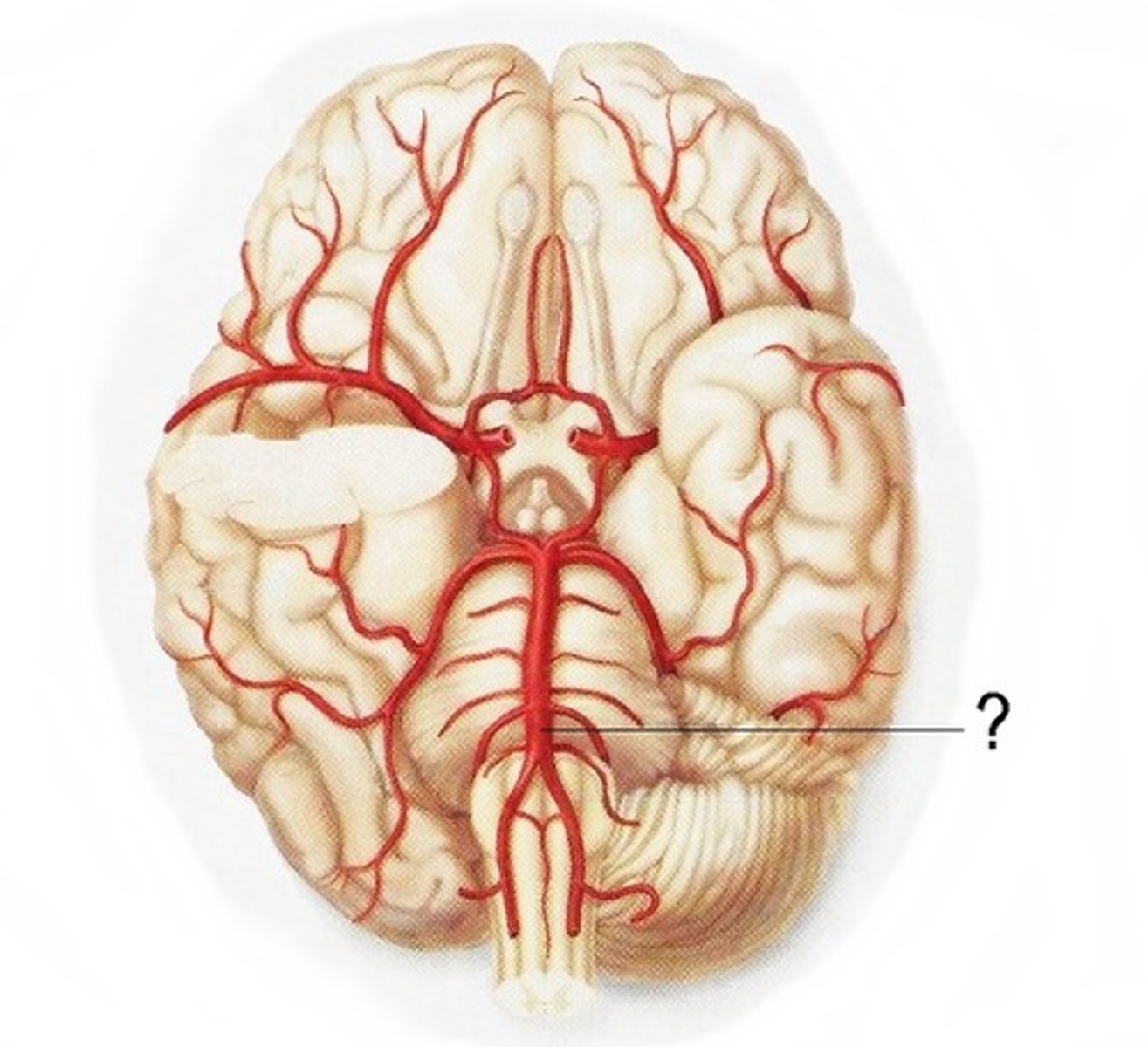 <p>Branches of the basilar artery</p><p>Supply the pons</p>