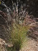 <p>Purple Threeawn</p>