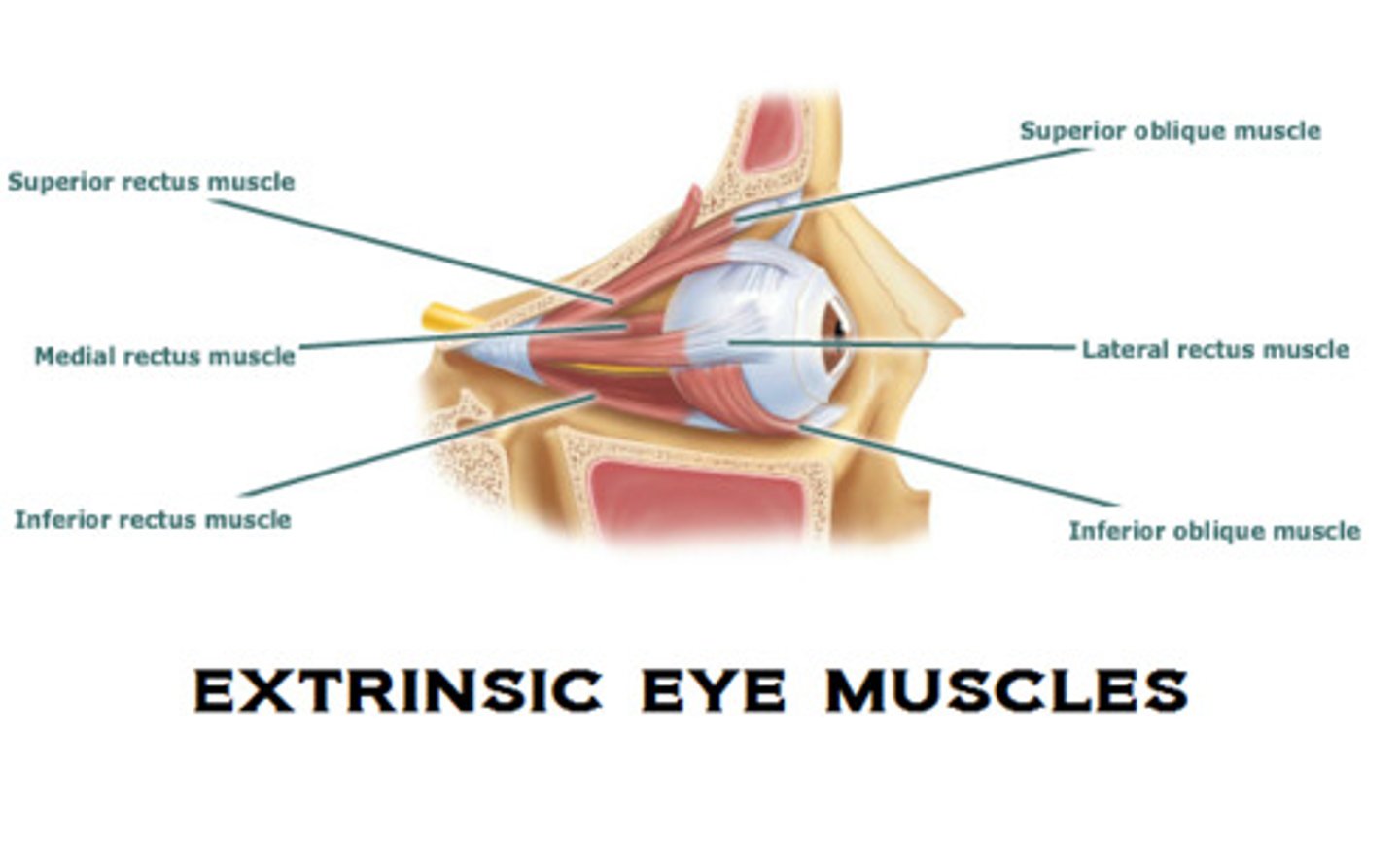 <p>superior inferior medial lateral rectus move eye up down laterally medially</p><p>superior inferior obliques move eye to or away from nose</p>
