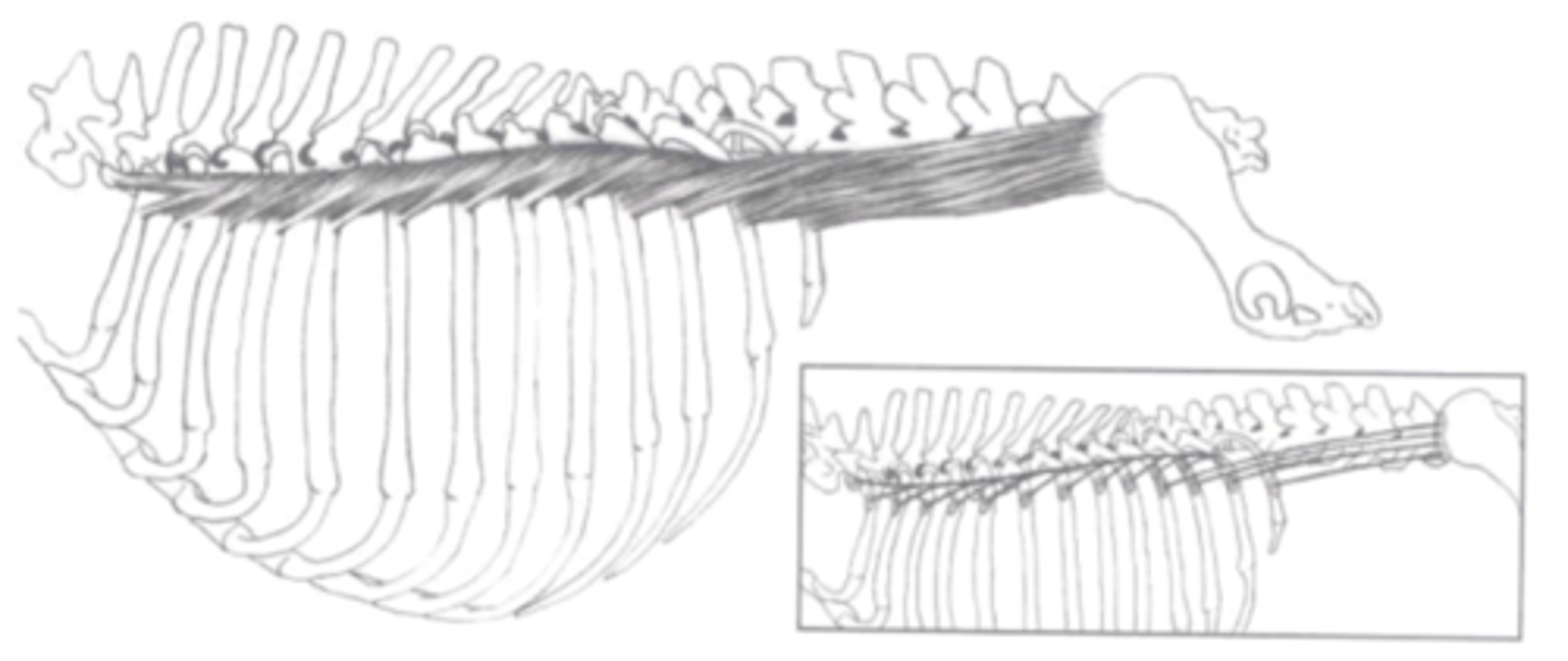 <p><span class="bgP">innervate :</span> dorsal thoracic, and lumbar spinal nerves</p><p><span class="bgP">function</span> :fixation and lateral flexion of the spine and extension</p><p><span class="bgP">where</span> : cervical to lumbar</p>