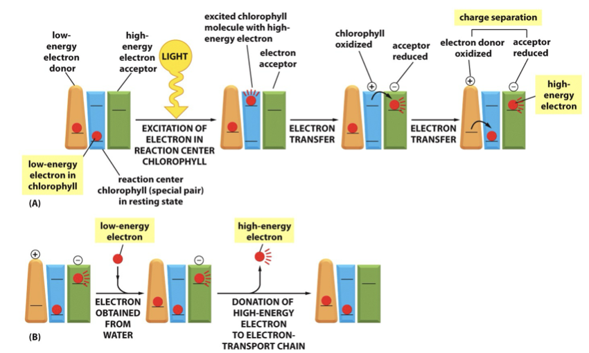 <ul><li><p class="Paragraph SCXO262186080 BCX4" style="text-align: left;"><span style="background-color: inherit; line-height: 19.55px;"><span>Again electron transfer is coupled to proton pumping</span></span><span style="line-height: 19.55px;"><span> </span></span></p></li><li><p class="Paragraph SCXO262186080 BCX4" style="text-align: left;"><span style="background-color: inherit; line-height: 19.55px;"><span>Also protons released upon water oxidation contribute to the electrochemical proton gradient</span></span><span style="line-height: 19.55px;"><span> </span></span></p></li><li><p class="Paragraph SCXO262186080 BCX4" style="text-align: left;"><span style="background-color: inherit; line-height: 19.55px;"><span>Sunlight is absorbed by chlorophyll molecules and electrons interact with photons of light raising them to a higher energy level </span></span><span style="line-height: 19.55px;"><span> </span></span></p></li><li><p class="Paragraph SCXO262186080 BCX4" style="text-align: left;"><span style="background-color: inherit; line-height: 19.55px;"><span>The energy from hundreds of chlorophyll molecules (in the antenna complex) is channelled into a special pair of chlorophyll molecules in the reaction centre</span></span><span style="line-height: 19.55px;"><span> </span></span></p></li></ul><p></p>