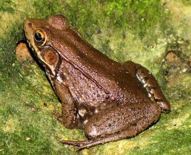 <p>bronze frog habitats/range</p>