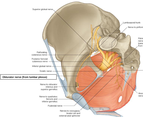<p>obturator nerve (from lumbar plexus) </p>