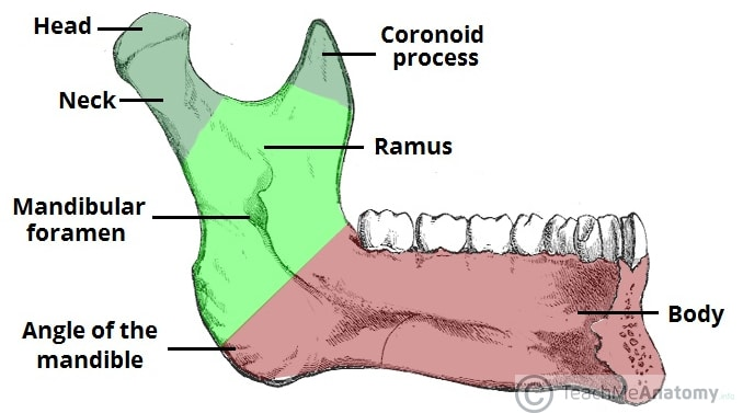 <p>ramus mandible</p>