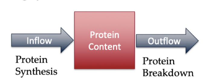 <ul><li><p>Protein content is mass</p></li><li><p>Protein synthesis is inflow</p></li><li><p>Protein breakdown is outflow</p></li></ul>