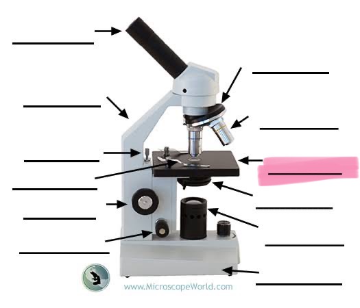 <p>label the highlighted </p>