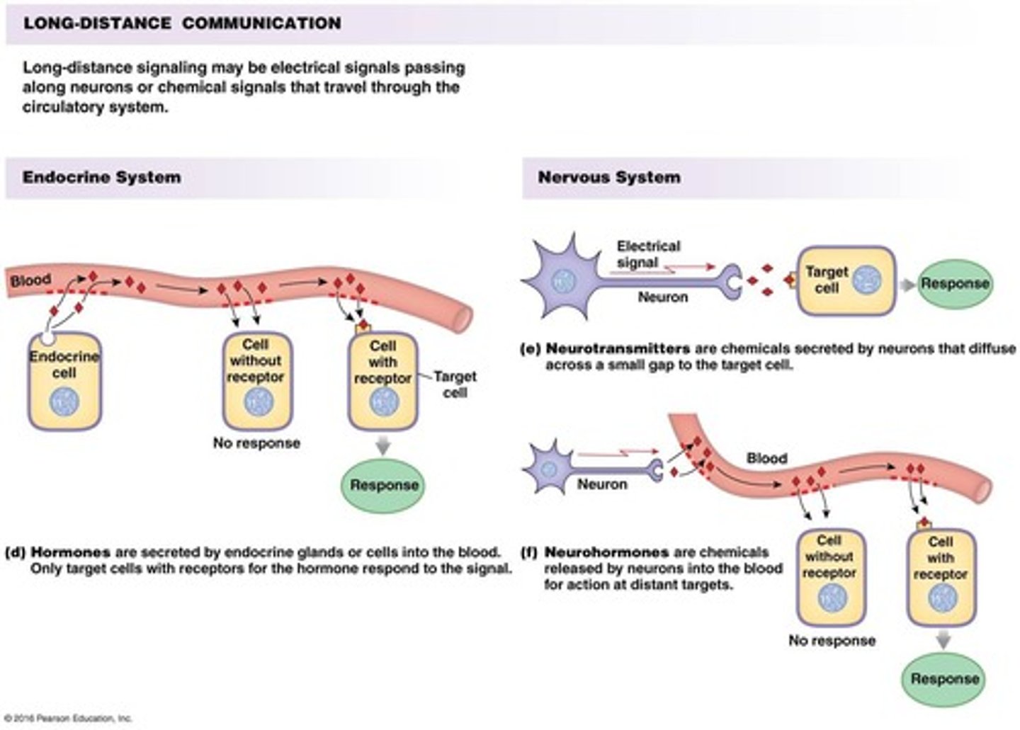 <p>Hormones released into the bloodstream affecting distant cells.</p>