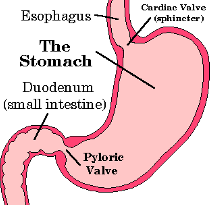 <p>muscular valve at the junction of the esophagus and the stomach; (top of the stomach)</p><p>controls the backflow of stomach contents back into the esophagus</p><p></p>