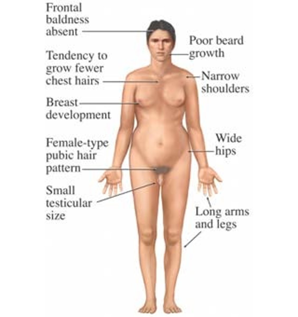<p>Inhibin.</p>