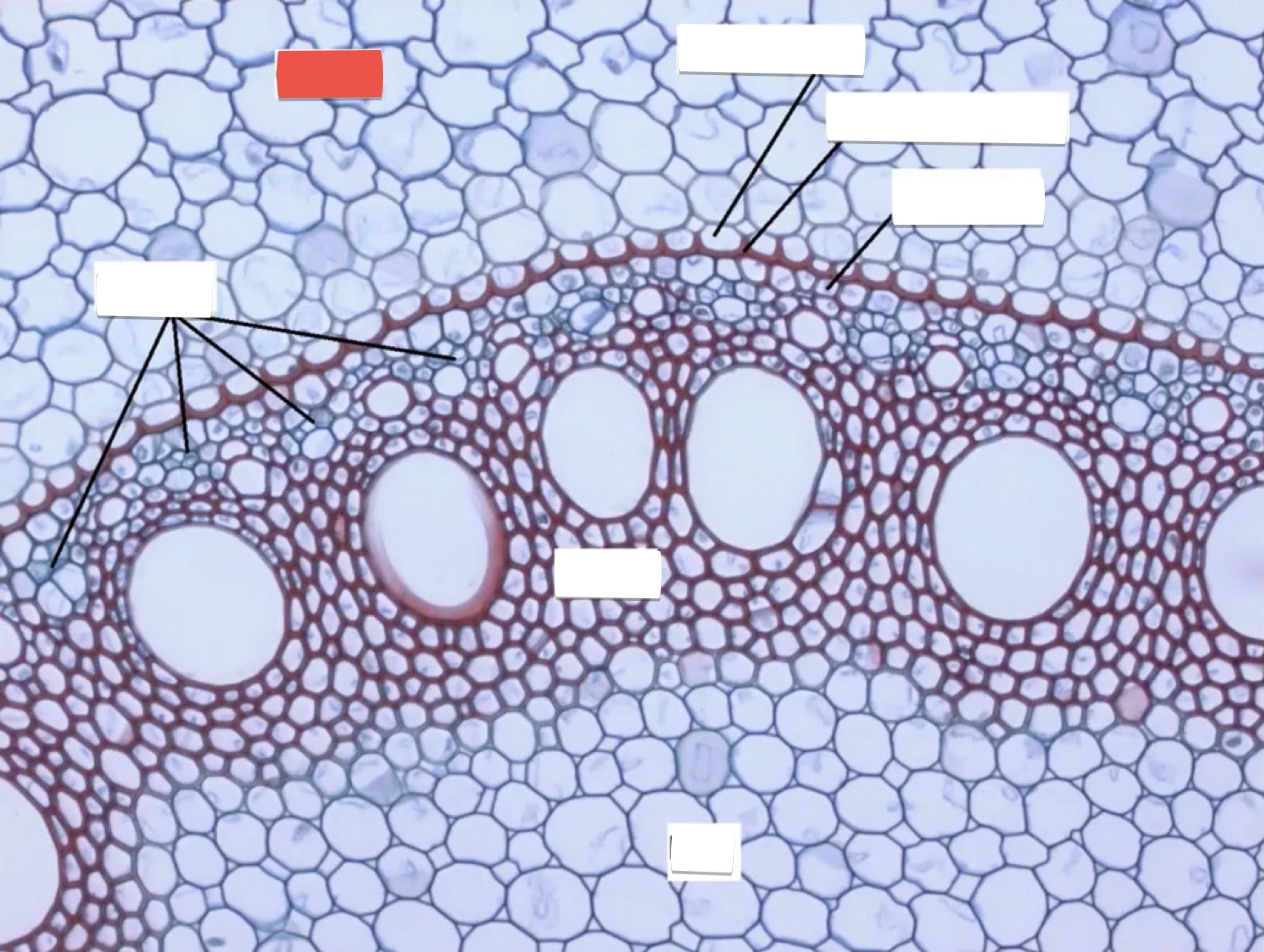 <p>identify the part in red</p>