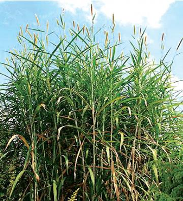 <p><strong>Napier Grass; Elephant Grass - GRASSES</strong></p>