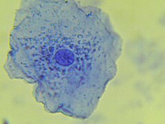 <p>What level of hierarchical structure does the following image belong to?</p>