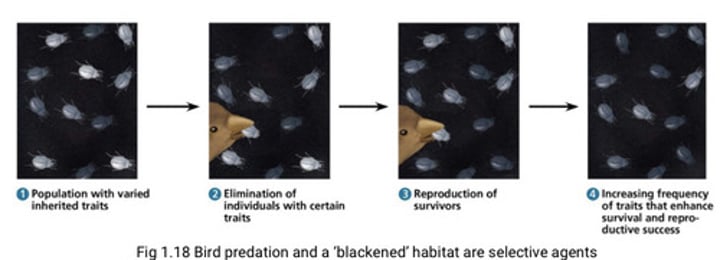 <p>space, light, temperature, and water</p>