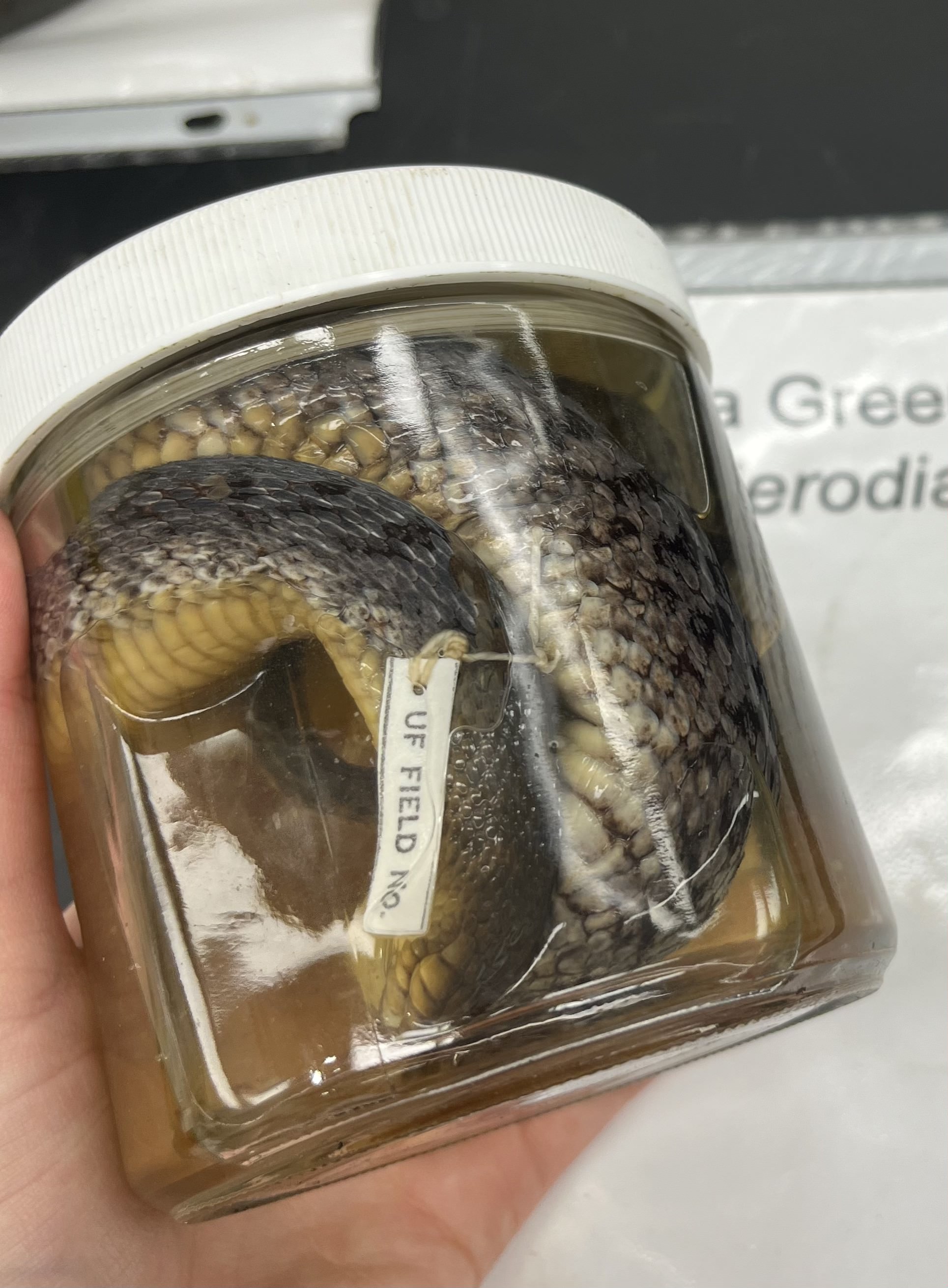 <ul><li><p>small black spots</p></li><li><p>grey body with black spots</p></li><li><p>white belly</p></li><li><p>small nose</p></li><li><p>uniform head</p></li></ul><p></p>