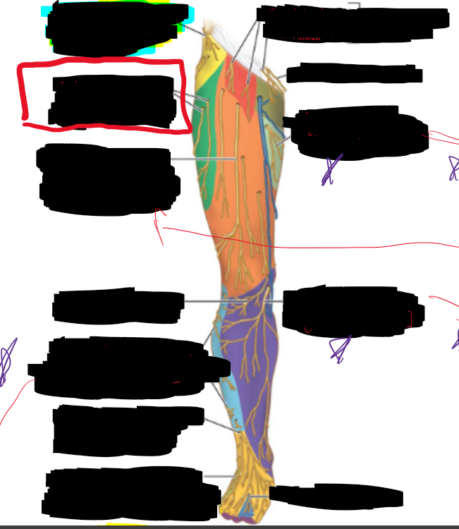 <p>What is the structure circled?</p>