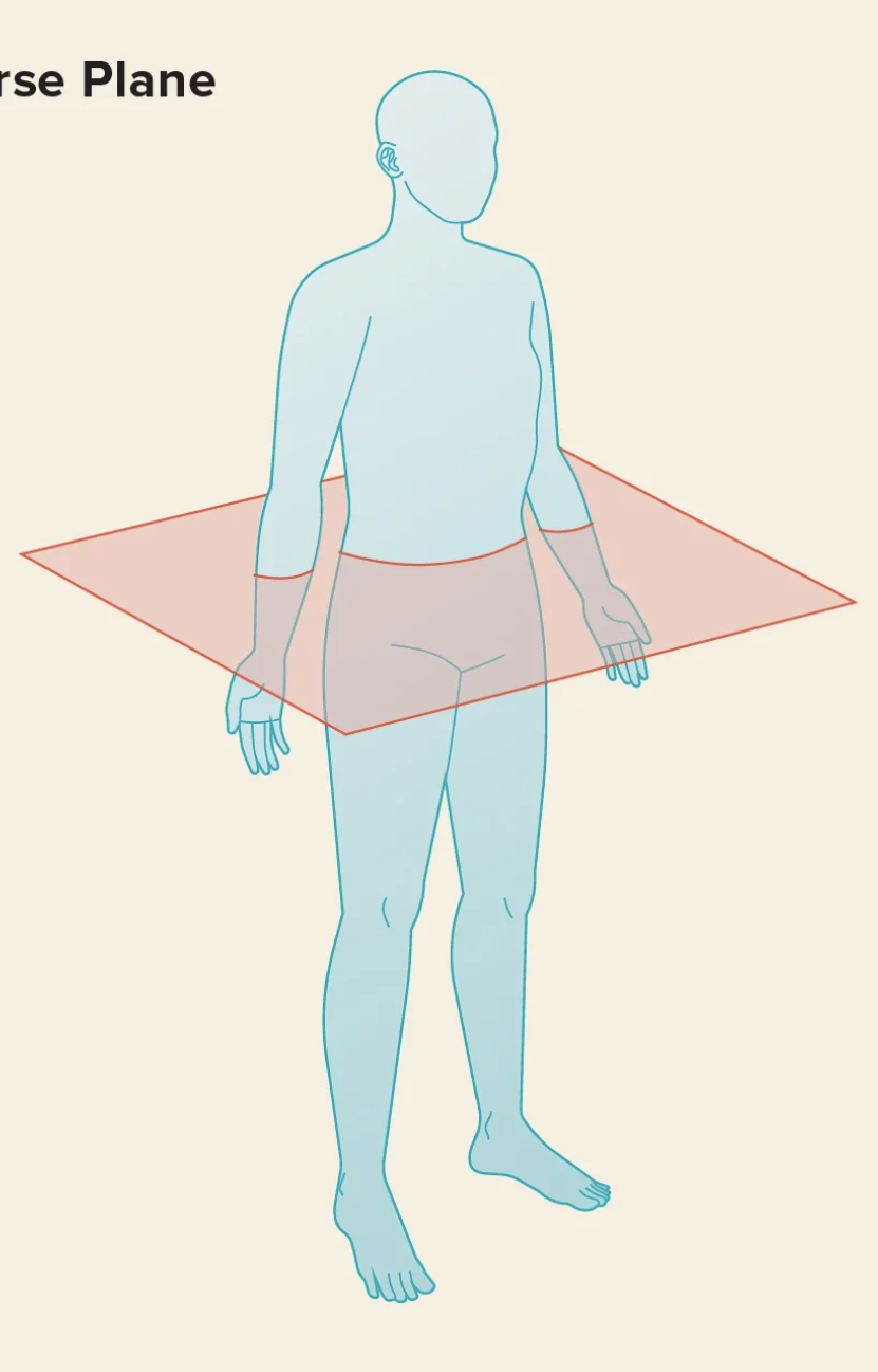 Horizontal/Transverse Plane