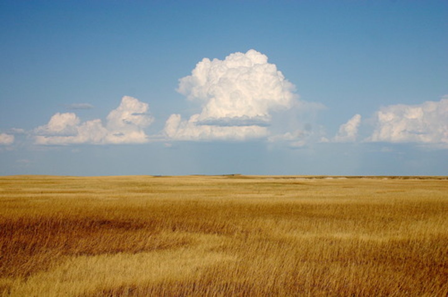 <p>a treeless grassy plain. Very flat and good for farming in Provinces such as Saskatchewan, Alberta and Manitoba.</p>