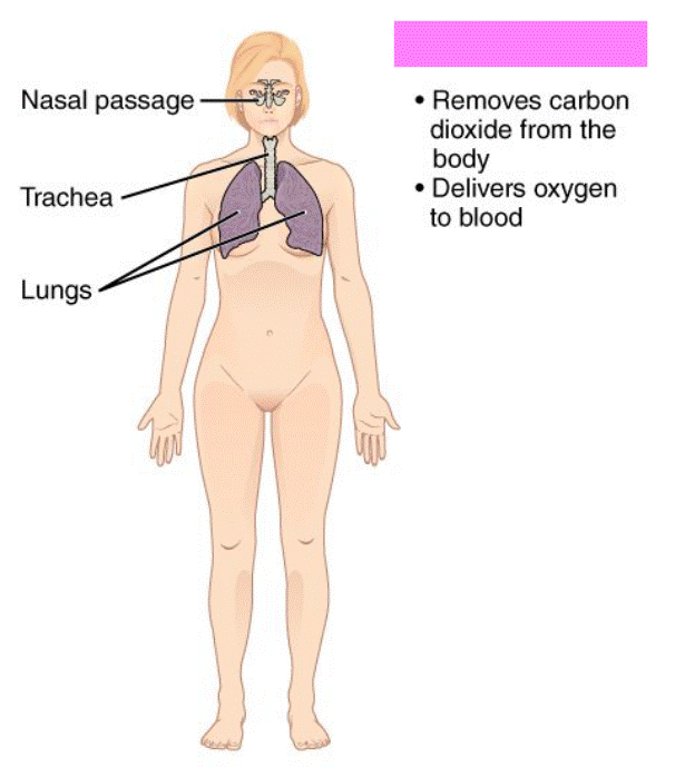 <p>Respiratory System</p>