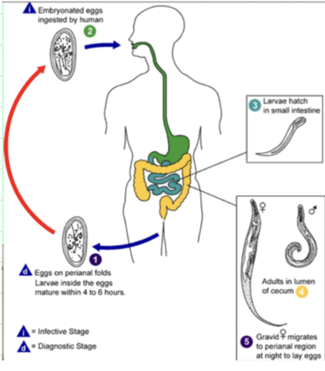 <p>this represents the life of what parasite?</p>
