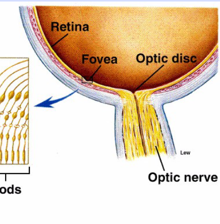 <p>Optic Disk</p>