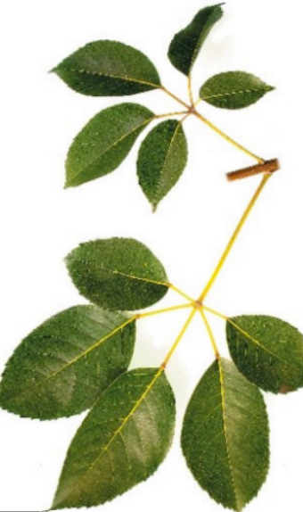 <p><em>Handroanthus impetiginous</em> (Pink trumpet flower)</p>