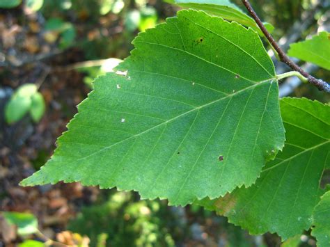 <p>Which tree produces these leaves?</p>