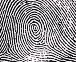 <ul><li><p>The deltas do not intersect</p></li><li><p>One or more ridges that make a complete spiral</p></li></ul><ul><li><p>2 deltas</p></li></ul><p></p>