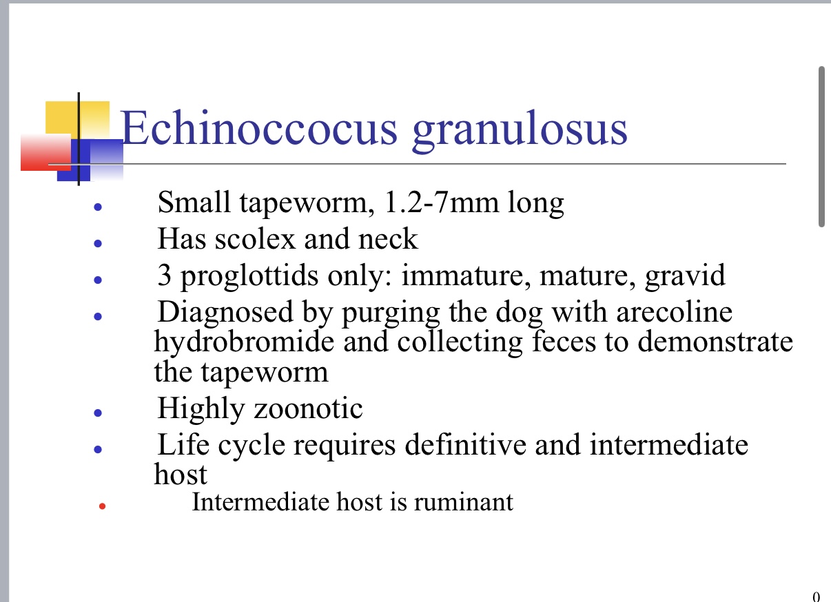 <p>Causes Hydatid cysts in intermediate host</p><p>Ruminant → typically sheep</p>