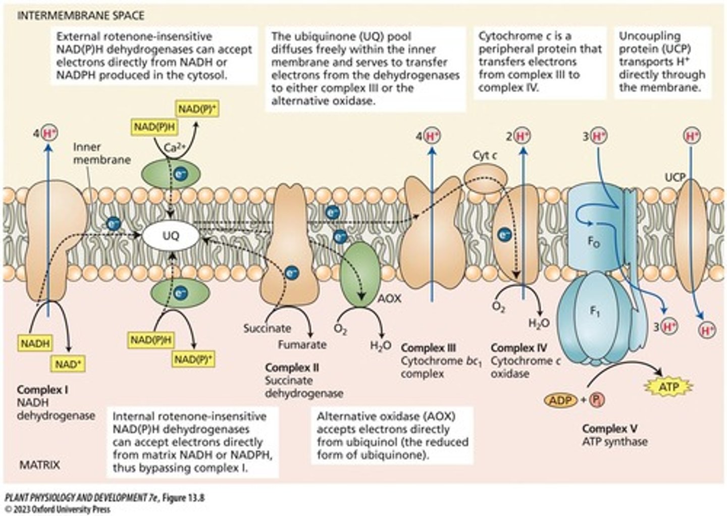 <p>The electron transport chain on the inner mitochondrial membrane transferring electrons from NADH to O2.</p>