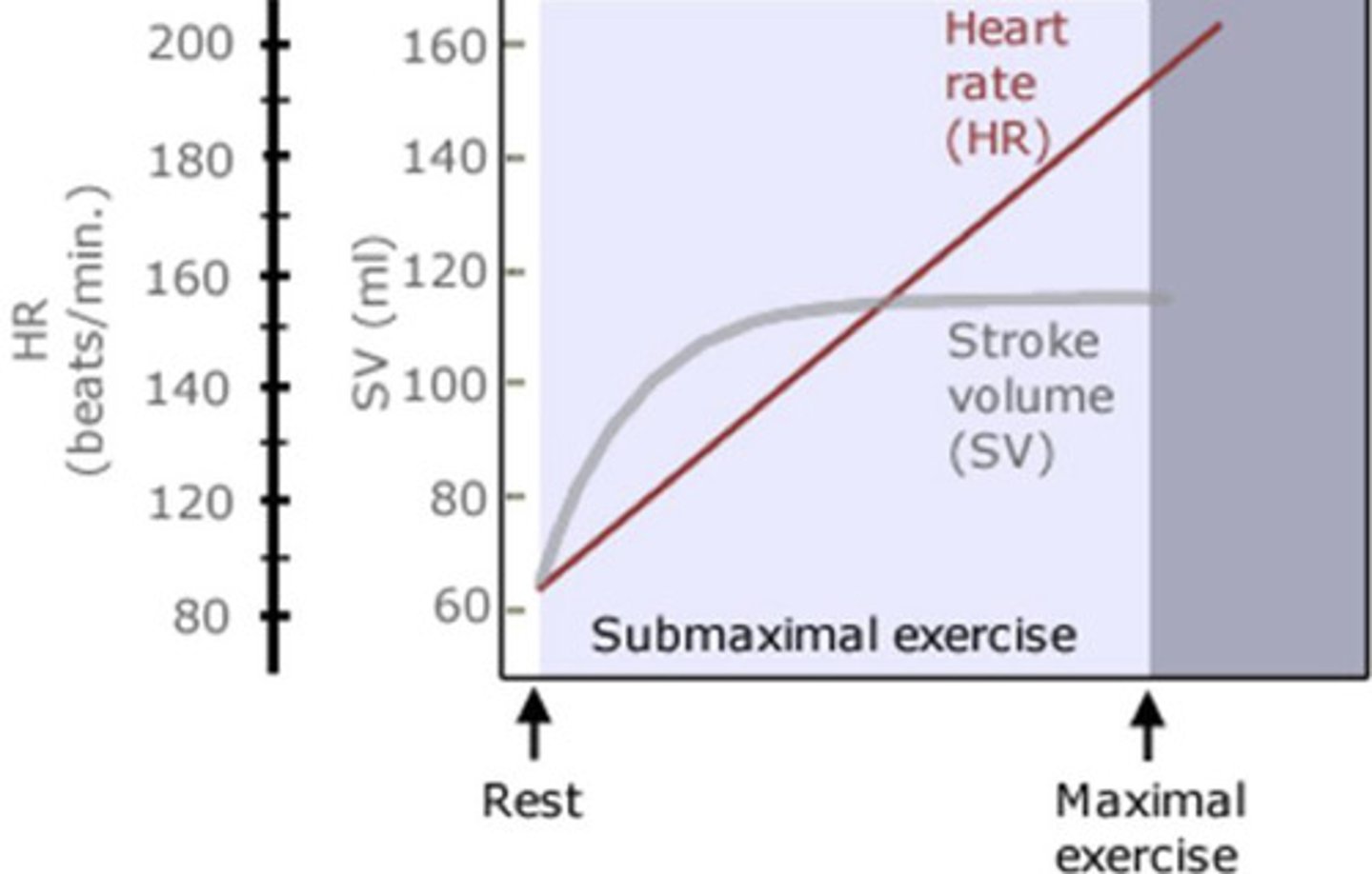 <p>fast increase in SV to accommodate </p>
