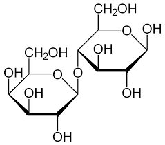 <p>Lactose</p>